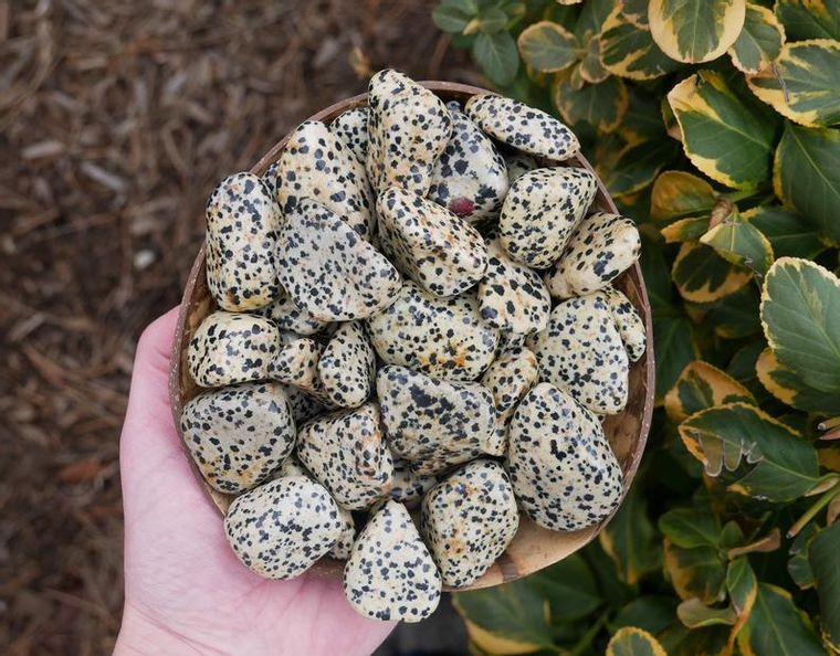Dalmatian Jasper Tumbled Stones