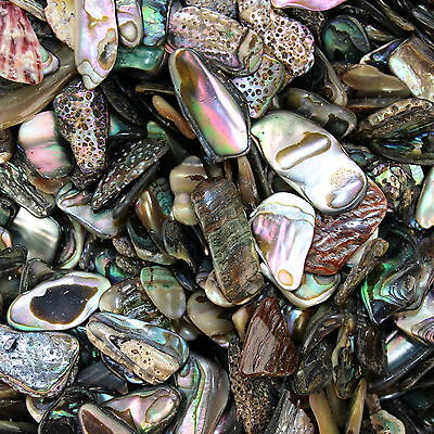 Abalone Shell Chips