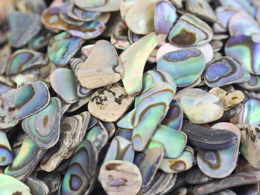 Abalone Shell Chips